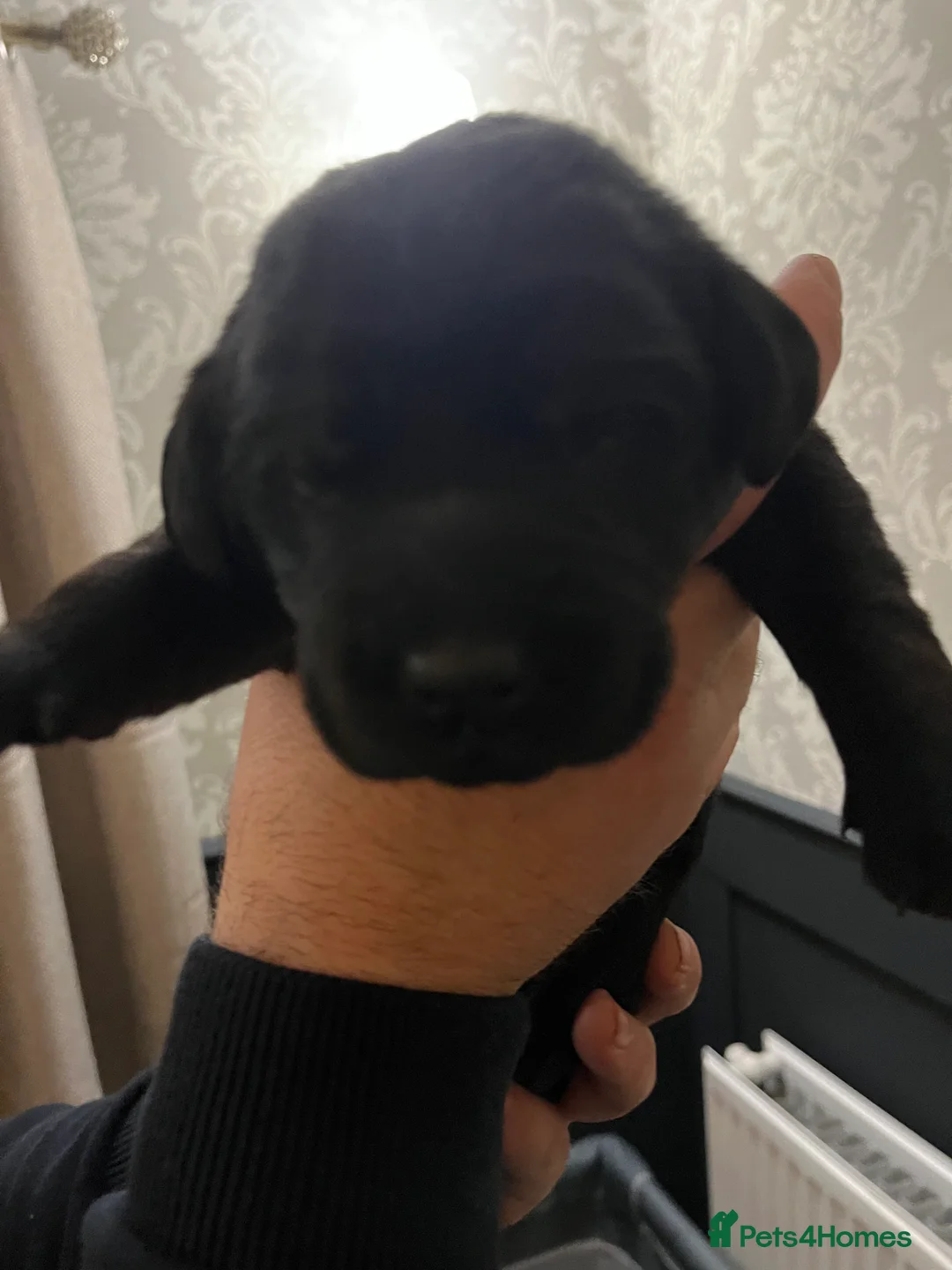 Labrador Retriever dogs for sale: Beautiful Labrador Retriever pups - Advert 7