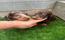 Miniature Dachshund dogs for sale: 8 Quality dachshunds fluffy and smooth for sale** - Image 7