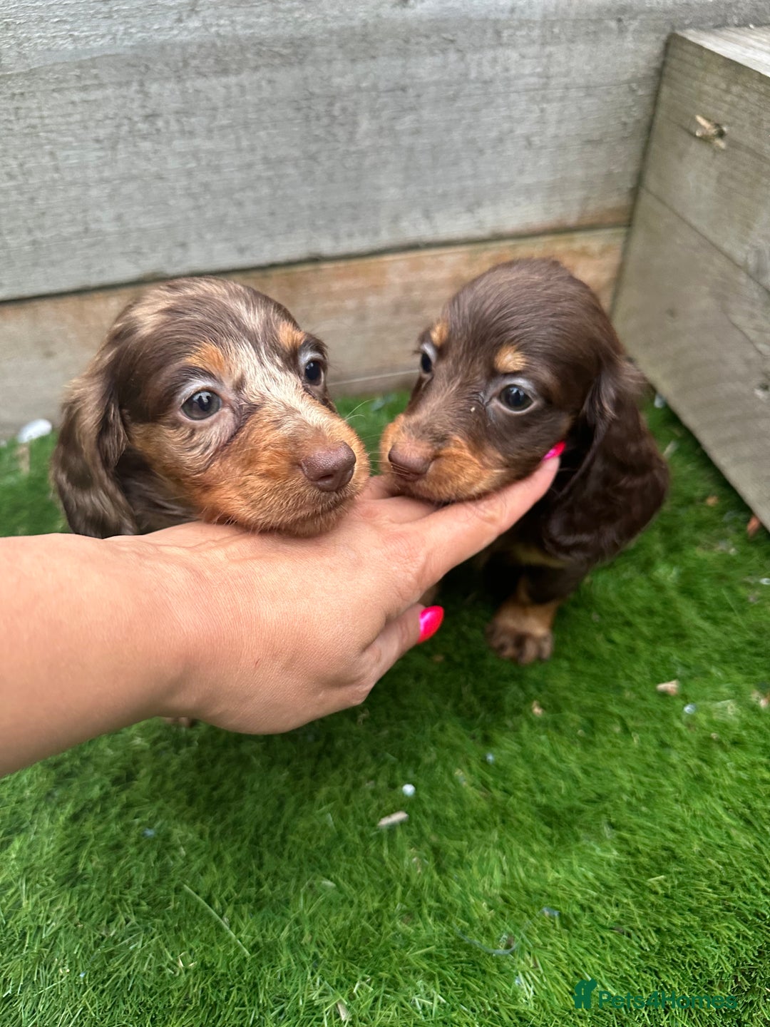 Miniature Dachshund dogs for sale: 8 Quality dachshunds fluffy and smooth for sale** - Image 7