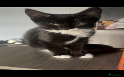 Maine Coon cats for sale: Maine coon x shorthair kittens available  - Image 2