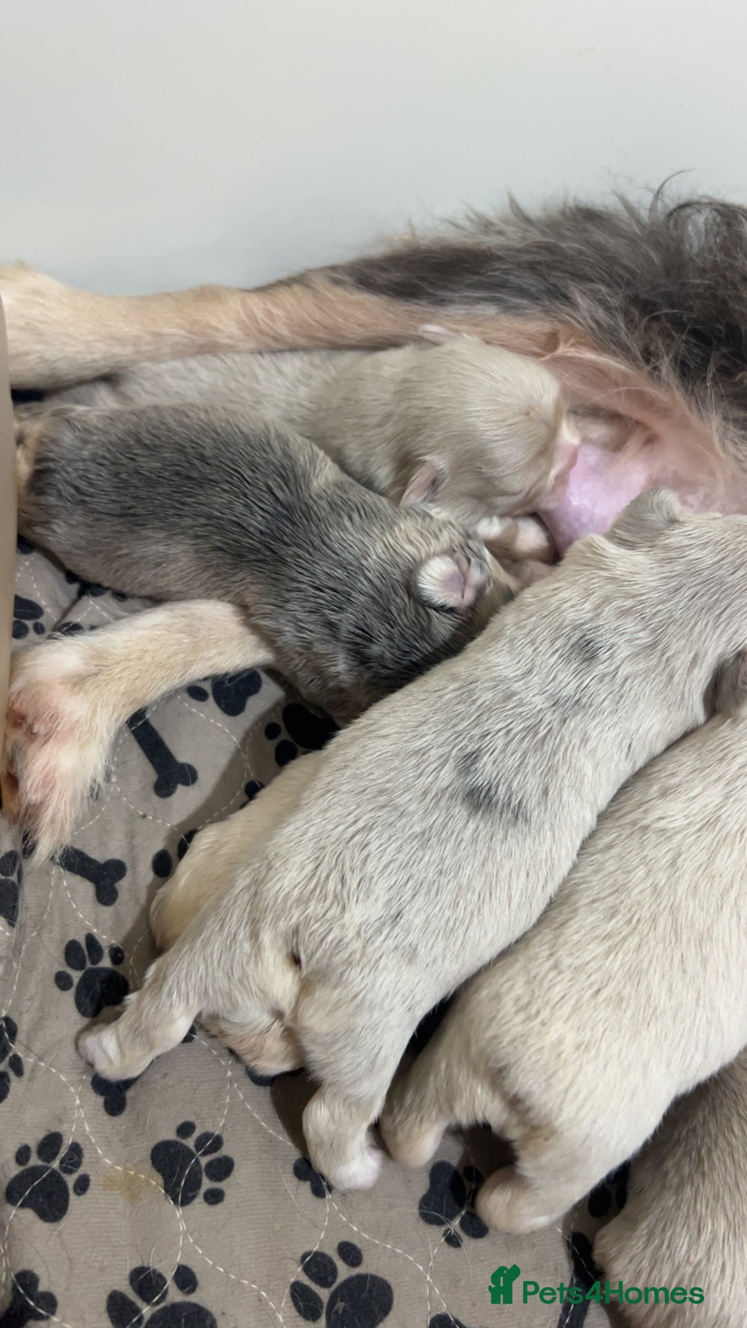 French Bulldog dogs for sale: Visual pink Merle fluffy boy - Advert 2