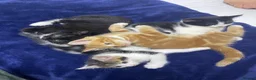Mixed Breed cats for sale: Playful kittens - Advert 2