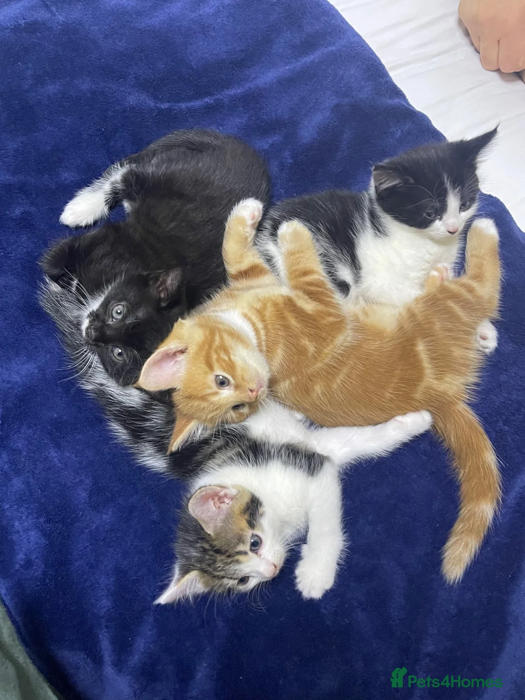 Mixed Breed cats for sale: Playful kittens - Advert 2
