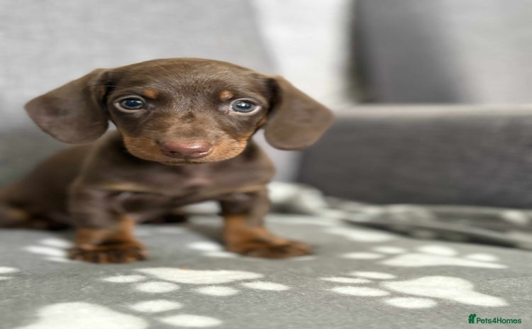 Dachshund dogs - Advert 13