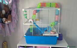 Hamster rodents for sale: 2 x russian dwarf hamsters - Image 3