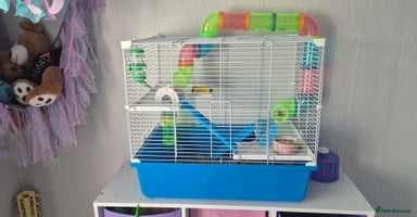 Hamster rodents - Advert 3