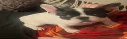 French Bulldog dogs for sale: Beautiful frenchie girl - Advert 6