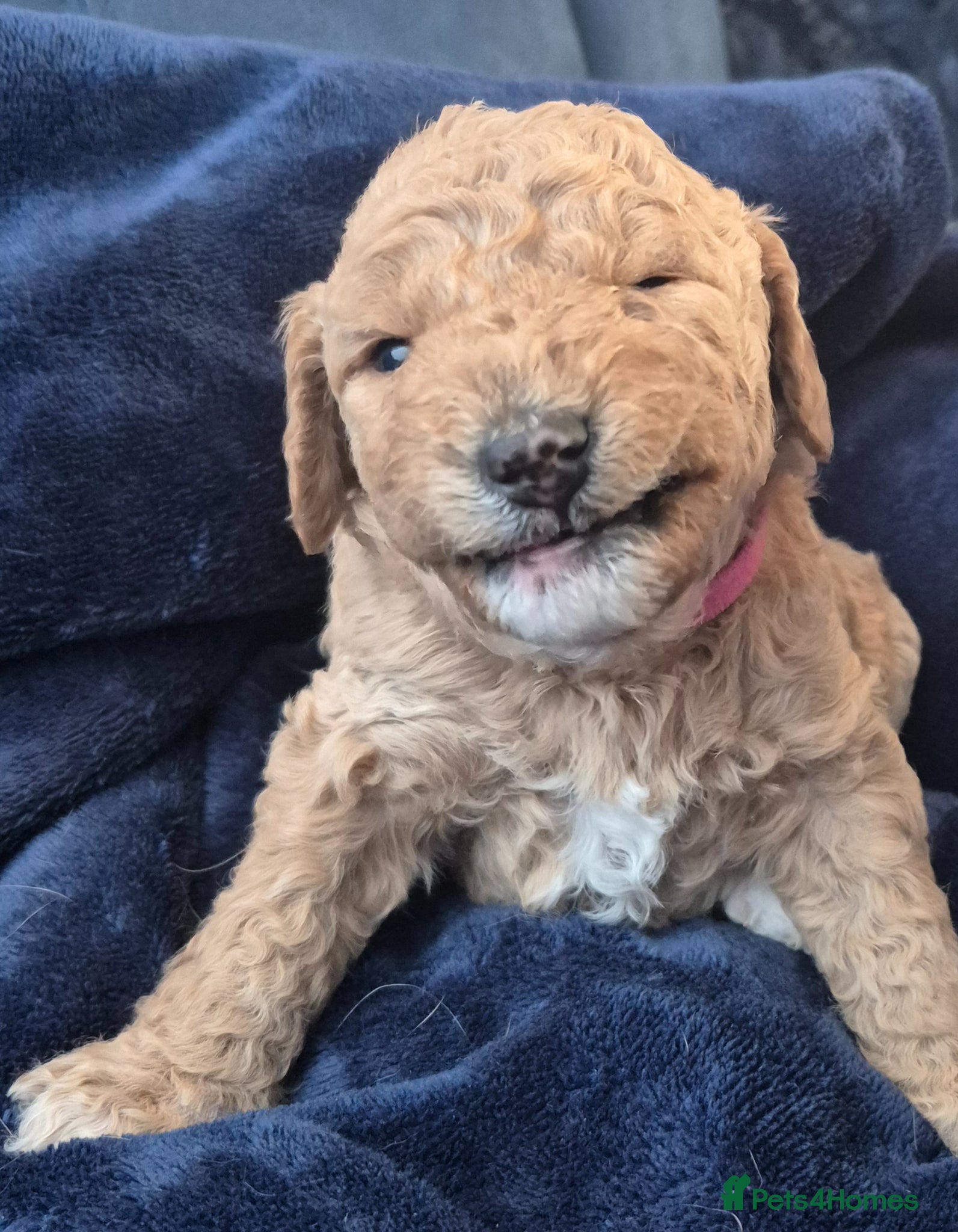 Double Doodle dogs Double doodle puppies updated +videos - Advert 5