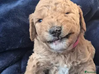 Double Doodle dogs Double doodle puppies updated +videos - Advert 5