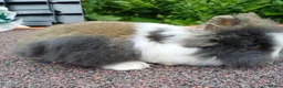 Lionhead rabbits for sale: Baby double main lionhead bunnies for sale  - Advert 2