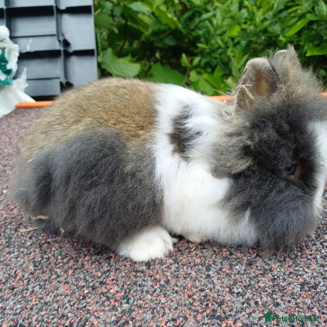 Lionhead rabbits for sale: Baby double main lionhead bunnies for sale  - Advert 2