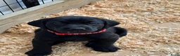 Labrador Retriever dogs for sale: Labrador - Advert 2