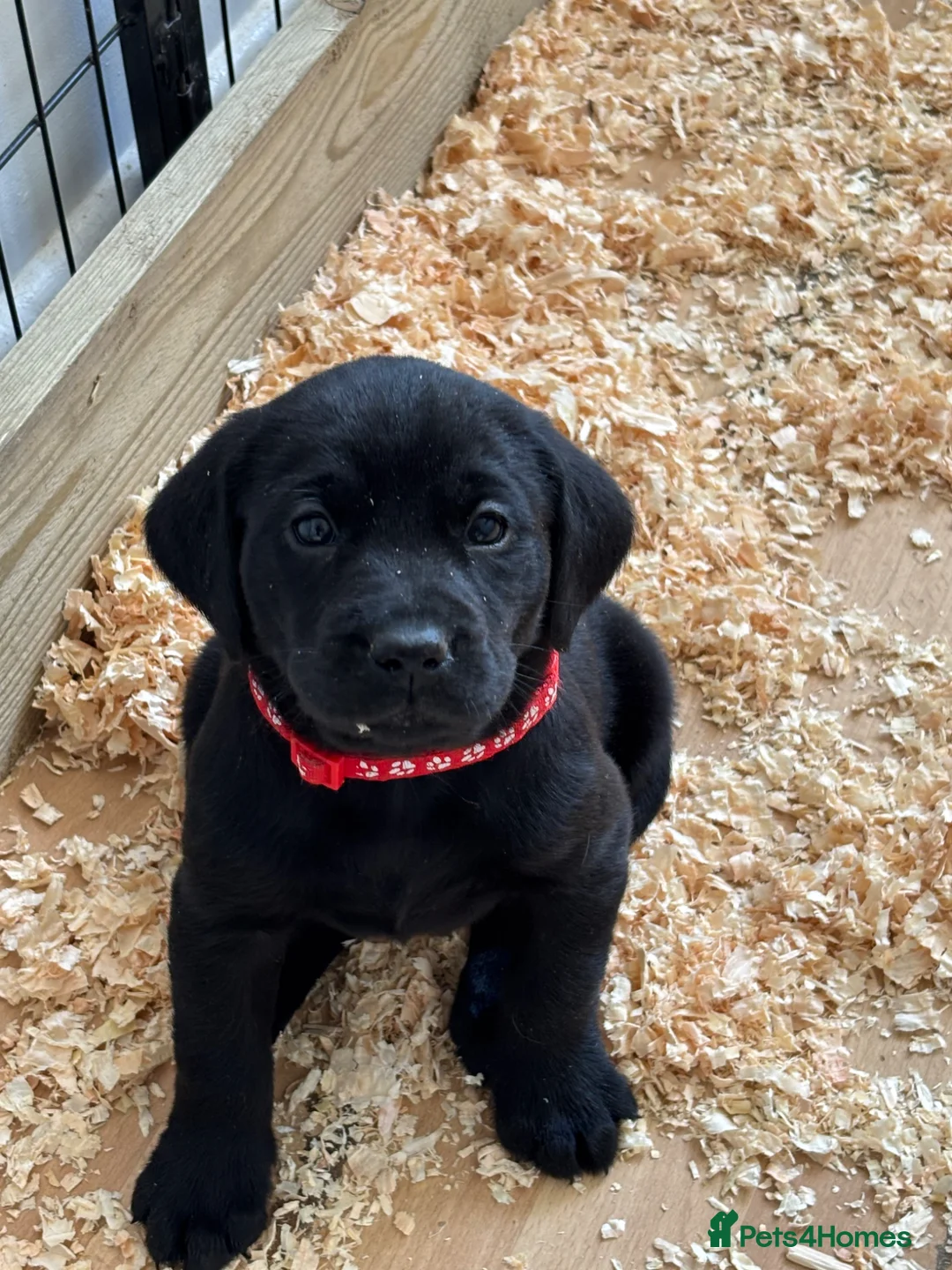 Labrador Retriever dogs for sale: Labrador - Advert 2