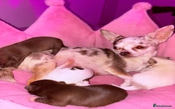 Chihuahua dogs for sale: 💕Stunning chihuahua pups 💕 - Image 1
