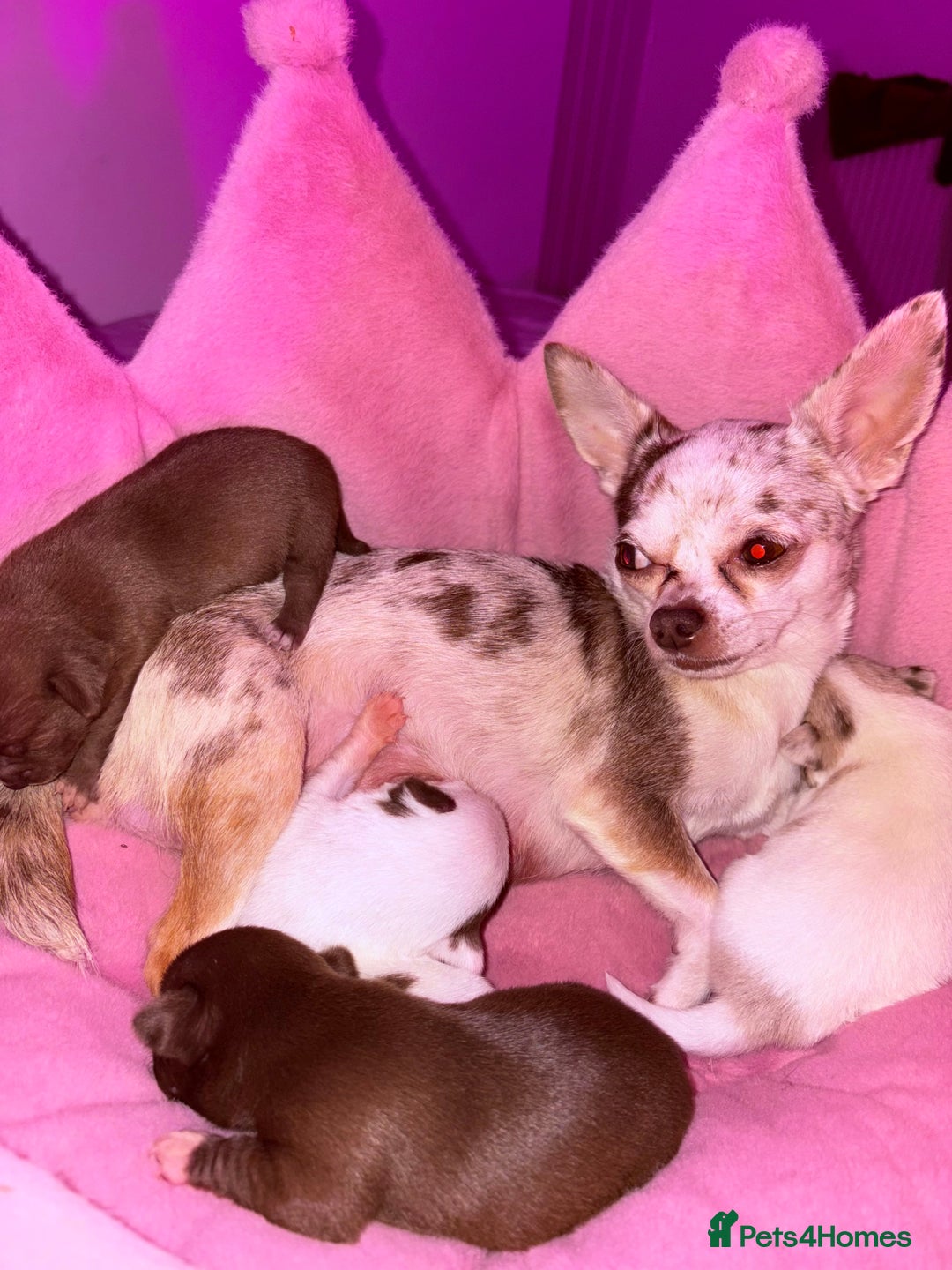 Chihuahua dogs for sale: 💕Stunning chihuahua pups 💕 - Image 1
