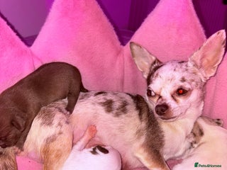 Chihuahua dogs - Advert 2