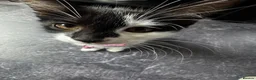 Mixed Breed cats for sale: Mia is looking for her new forever home - Advert 3