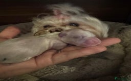 Maltese dogs for sale: Purebred Maltese Puppies for Sale - Image 4