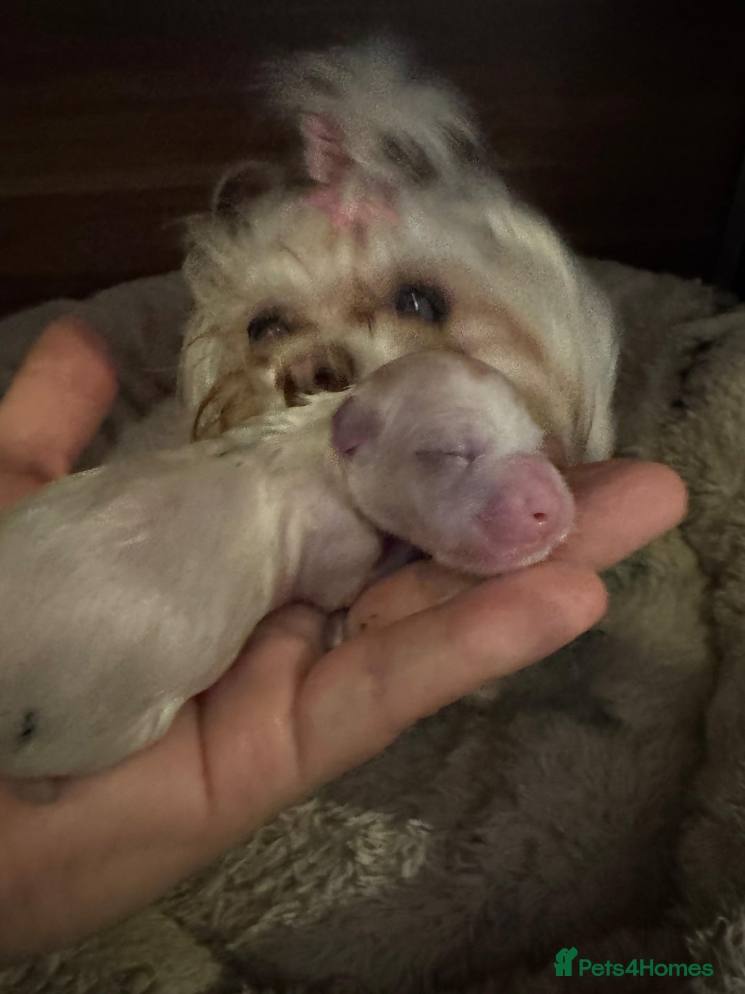 Maltese dogs for sale: Purebred Maltese Puppies for Sale - Image 4