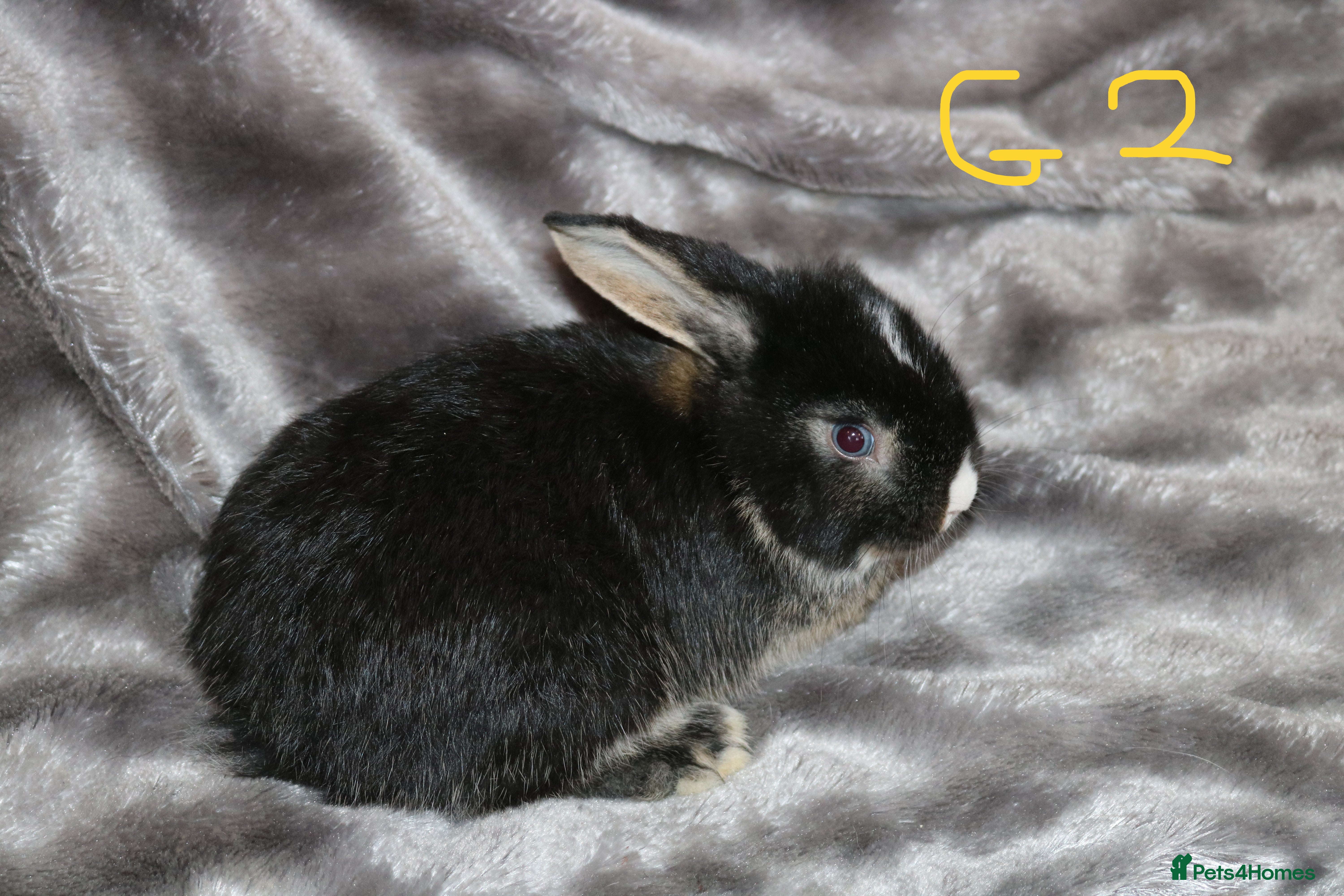 Mini Lop rabbits Ready to go - Mini Lop Babies  - Advert 2