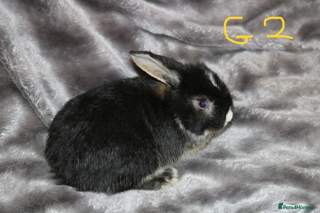 Mini Lop rabbits for sale: Ready to go - Mini Lop Babies  - Advert 2