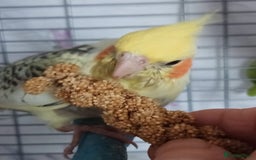 Cockatiels birds for sale: DNA tested female baby hand-reared cockatiels - Image 1