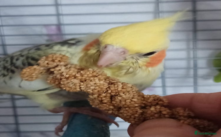 Cockatiels birds - Advert 1