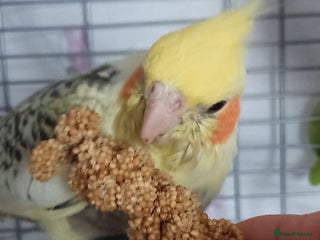 Cockatiels birds - Advert 5