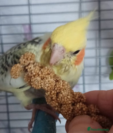 Cockatiels birds - Advert 4