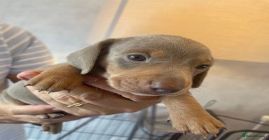 Dachshund dogs - Advert 13