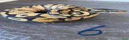Python Snake reptiles for sale: Hatchling royal pythons. - Advert 16