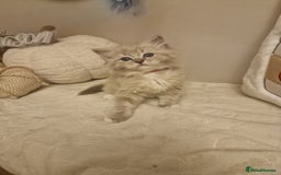 Ragdoll cats for sale: Mink ragdoll babies  - Image 10