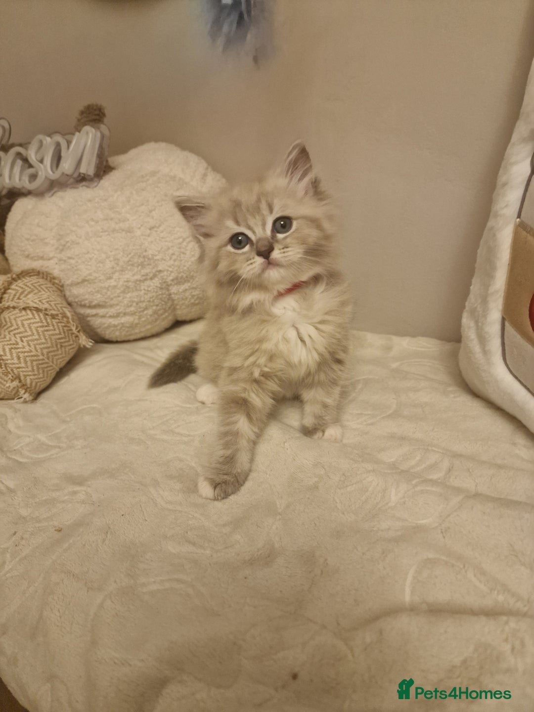 Ragdoll cats for sale: Mink ragdoll babies  - Image 10