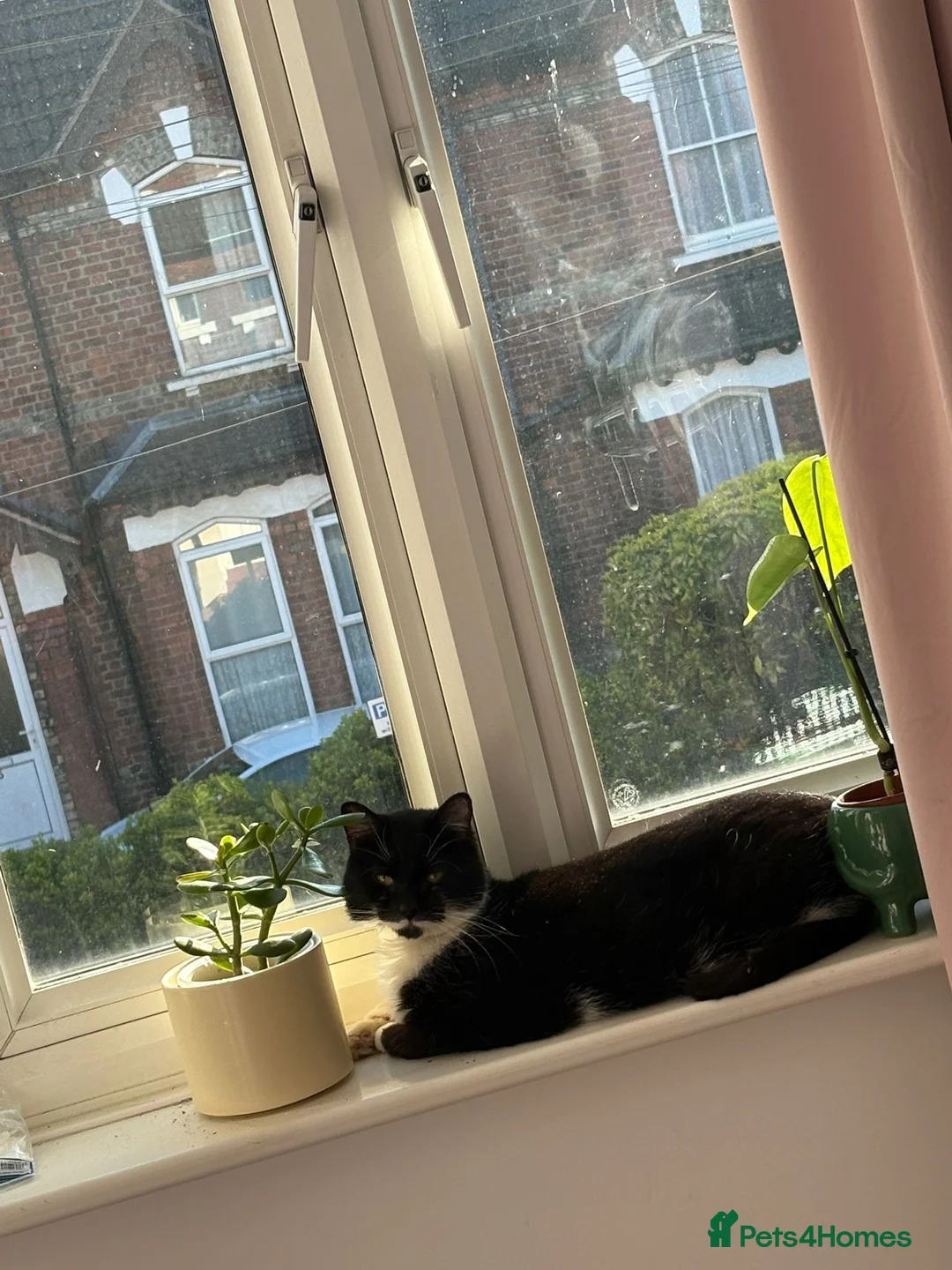 Mixed Breed cats for sale: Beautiful boy looking for a new home - Advert 2