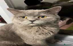 British Shorthair cats for sale: Beautiful British Shorthair Boy - Image 2