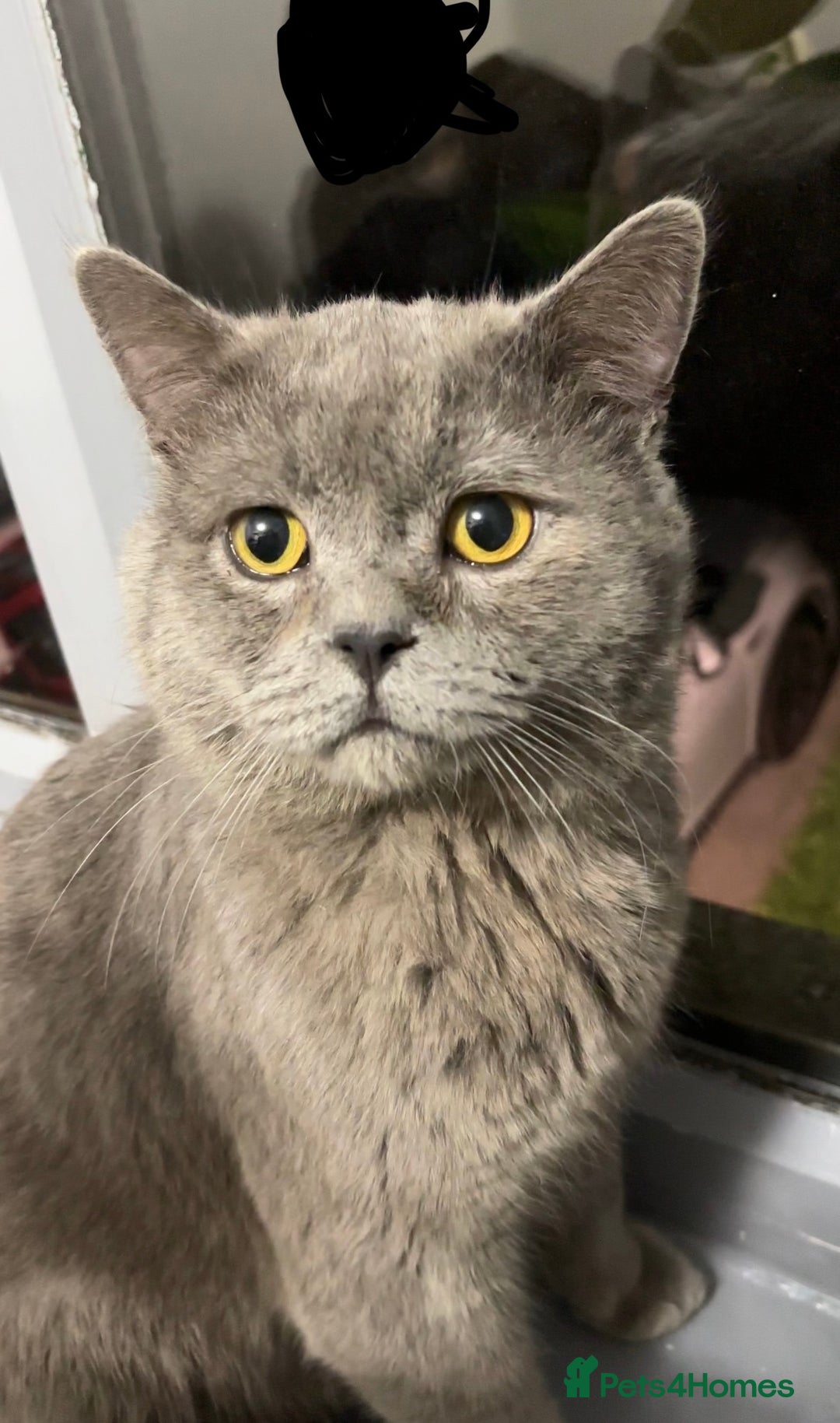 British Shorthair cats for sale: Beautiful British Shorthair Boy - Image 2