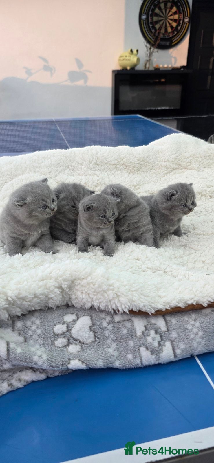British Shorthair cats British Shorthair Kittens – Blue & Lilac Lines - Advert 2