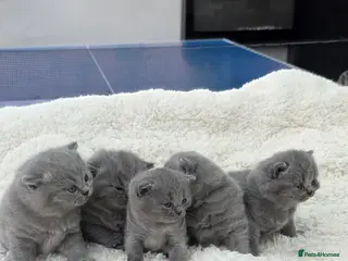 British Shorthair cats British Shorthair Kittens – Blue & Lilac Lines - Advert 2