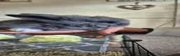 Mixed Breed rabbits for sale: Baby Bunny's  in Stone - Advert 9