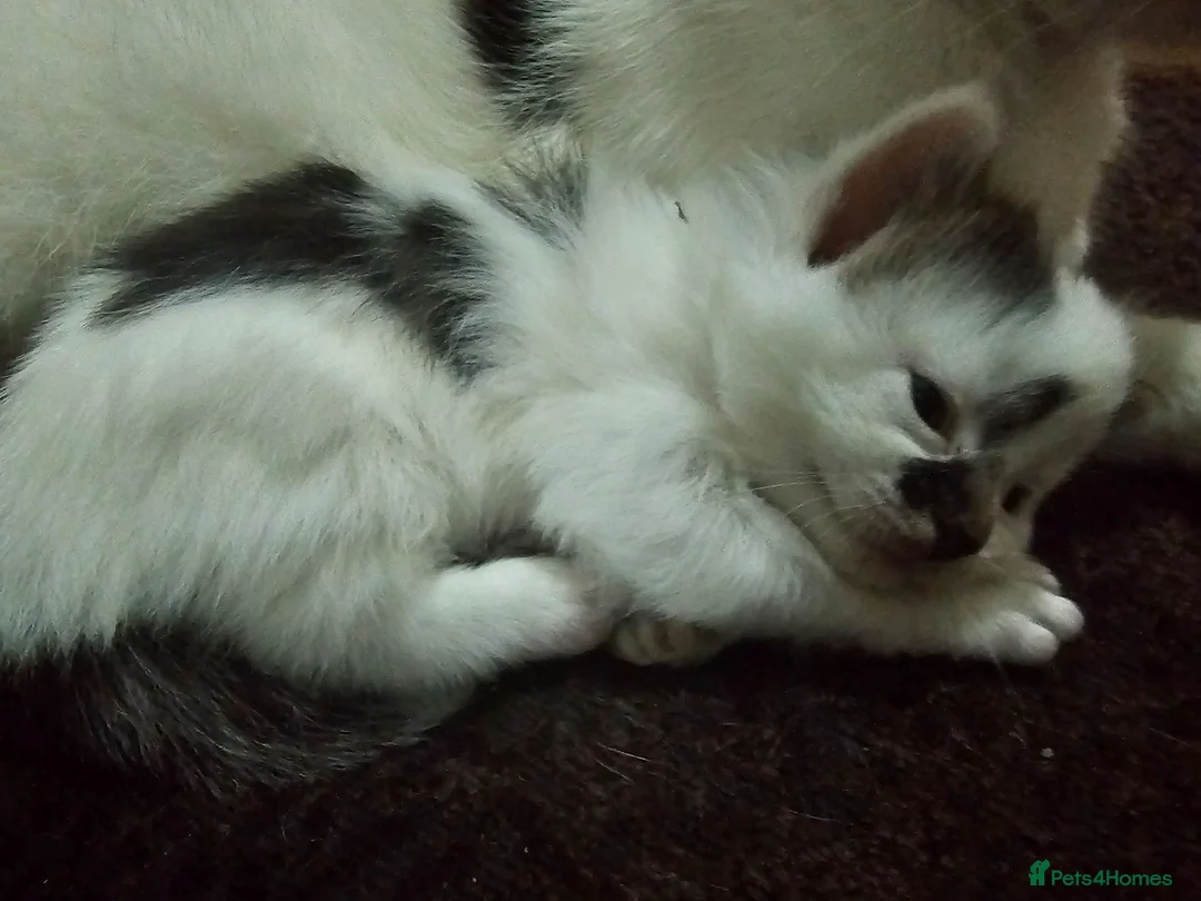 Mixed Breed cats for sale: Playful Cute fluffy kitten ready for a new home - Advert 11