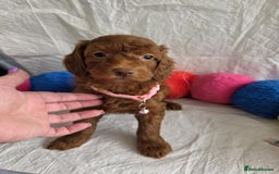 Goldendoodle dogs for sale: 👑Superb Rare Toy/Mini Deepest Red Goldendoodles👑 - Image 10