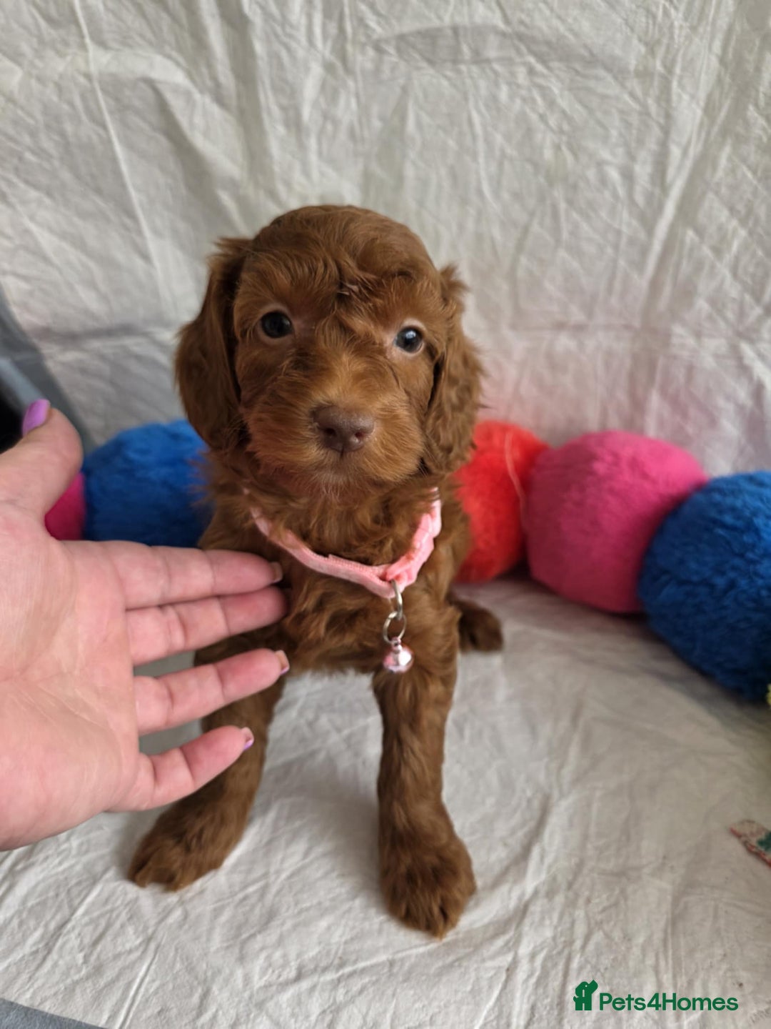 Goldendoodle dogs for sale: 👑Superb Rare Toy/Mini Deepest Red Goldendoodles👑 - Image 10