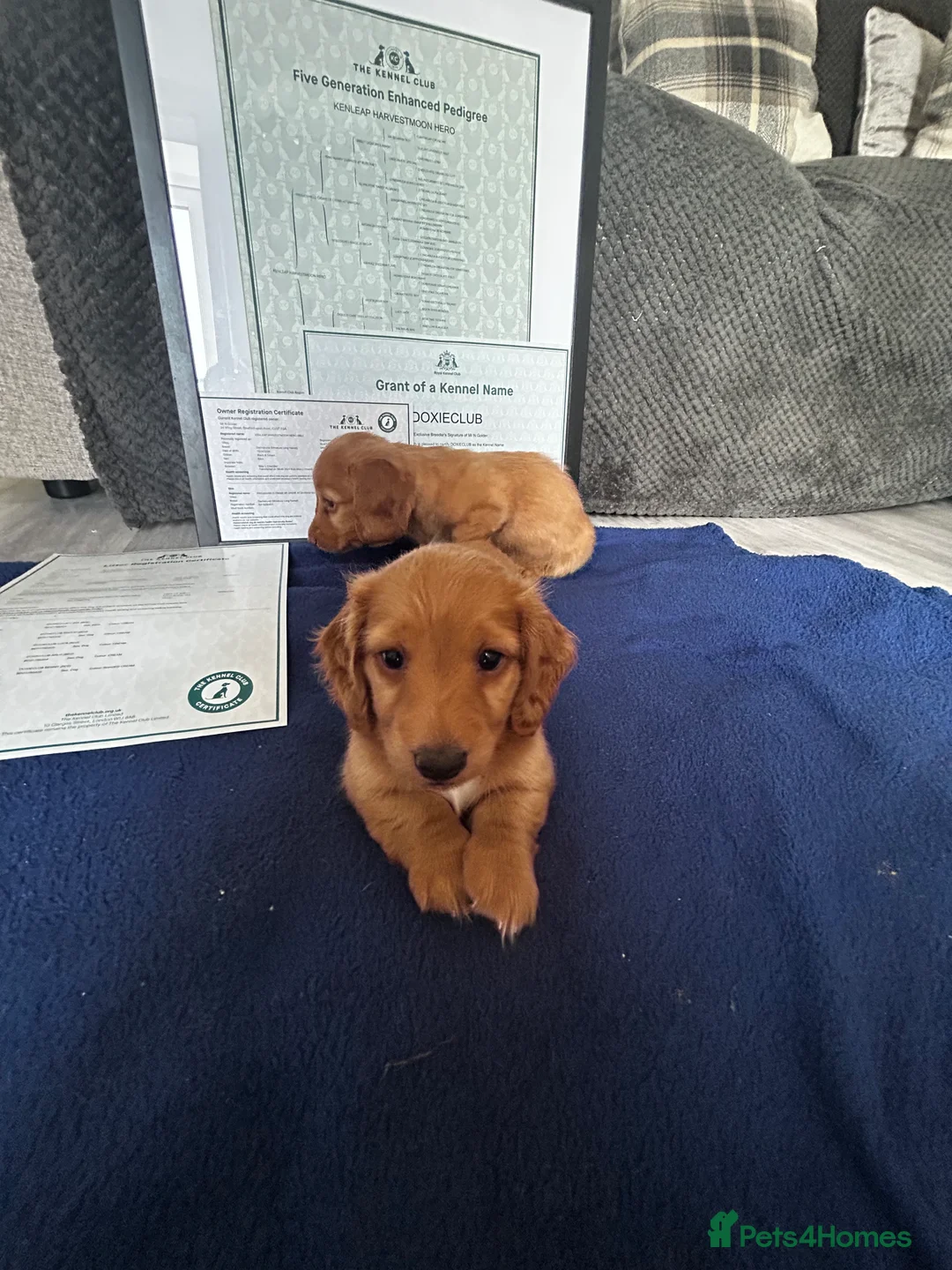 Miniature Dachshund dogs for sale: Long haired miniature/rabbit size dachshund  in Stratford-upon-Avon - Advert 2