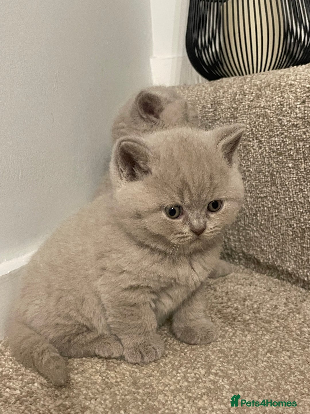 British Shorthair cats for sale: British shorthair kittens for sale  - Image 10