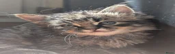 Persian cats for sale: Irresistible Russian Blue Persian Kittens. - Advert 1