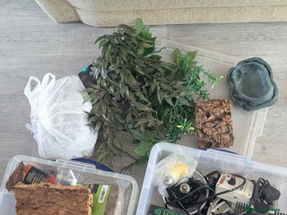 Dragon reptiles - Advert 13