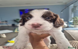 English Springer Spaniel dogs for sale: Gorgeous springer spaniel pups  - Image 7