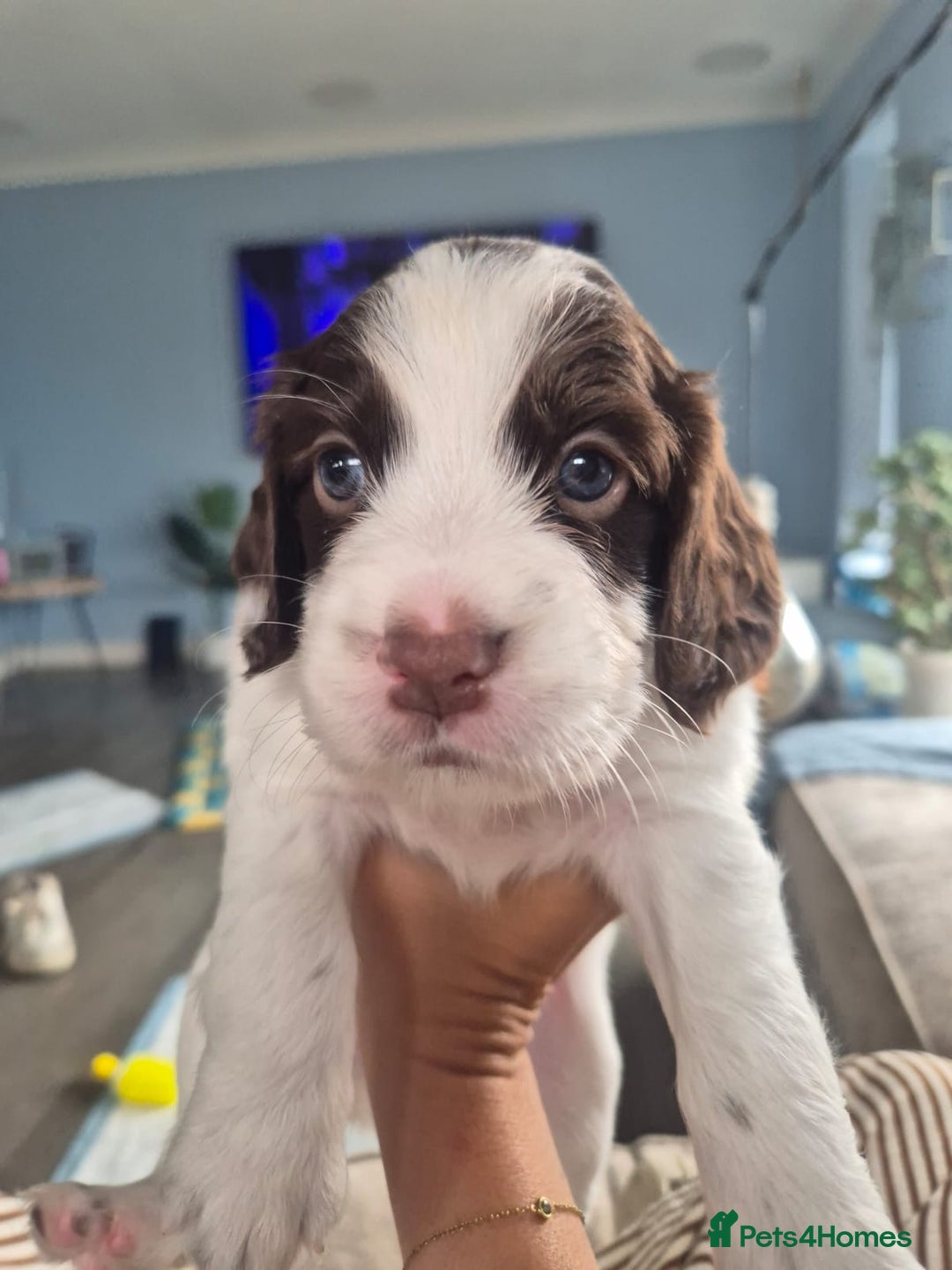 English Springer Spaniel dogs for sale: Gorgeous springer spaniel pups  - Image 7