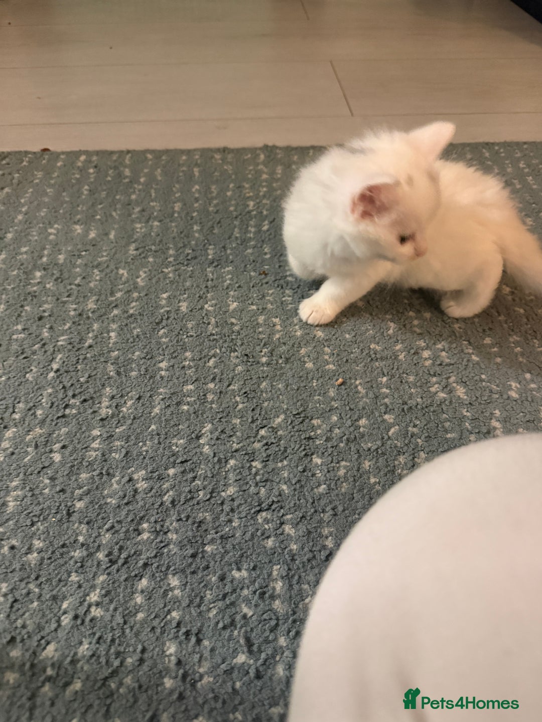 Ragdoll cats for sale: Ragdoll x British short hair kittens for sale  - Image 2