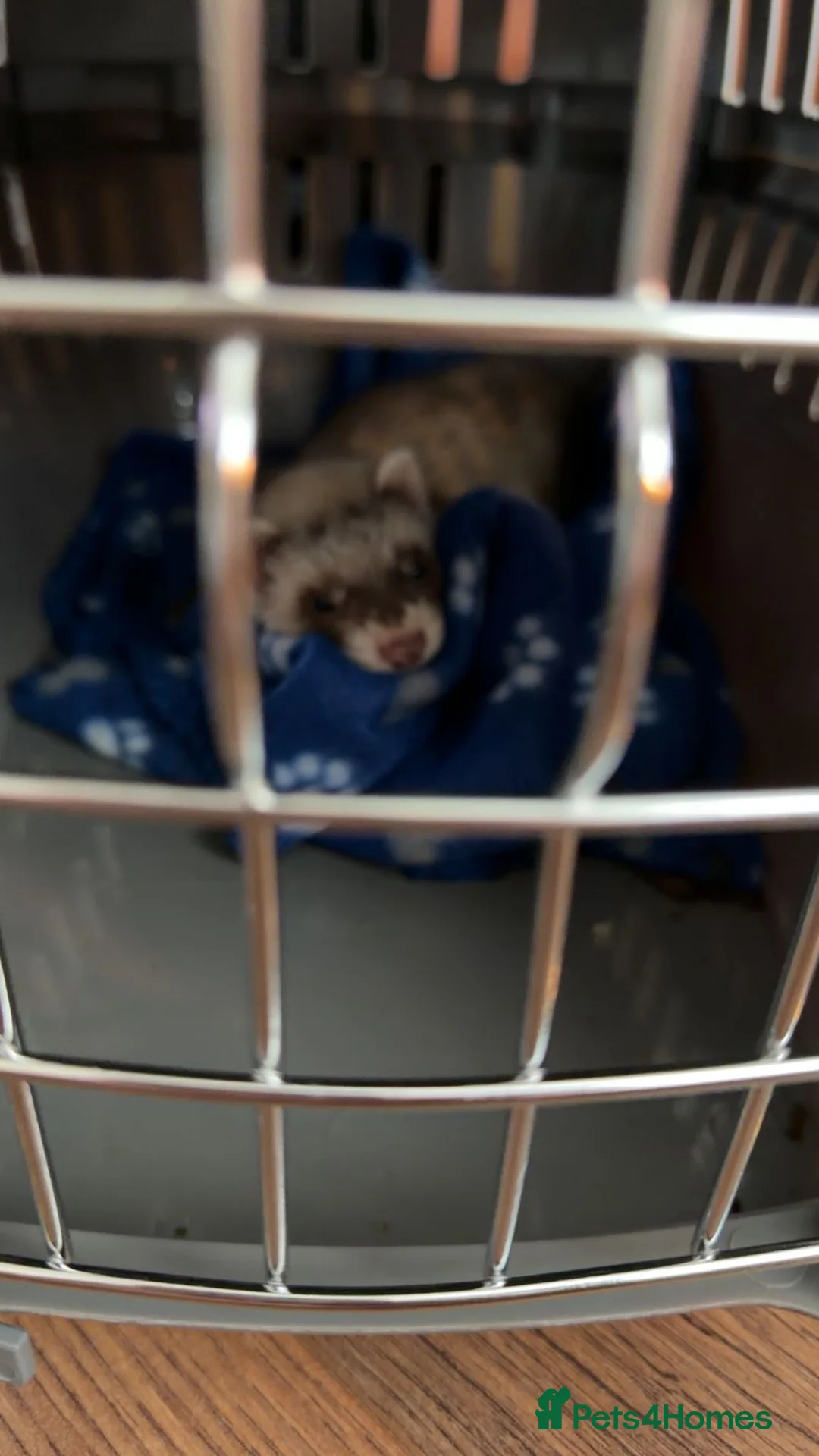 Ferret rodents for sale: Male 8 week old ferret with full setup  - Advert 2